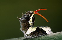 Thoas Swallowtail (Papilio thoas) butterfly caterpillar on leaf, caterpillar often mimic bird feces