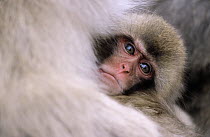 Japanese Macaque (Macaca fuscata) portrait of baby, Japan