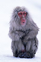 Japanese Macaque (Macaca fuscata) adult in snow appearing to be cold, Japan