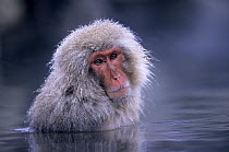 Japanese Macaque (Macaca fuscata) adult soaking in hot springs, Japan
