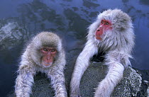 Japanese Macaque (Macaca fuscata) adult and young soaking in hot springs, Japan