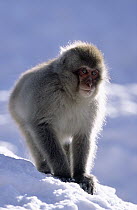 Japanese Macaque (Macaca fuscata) juvenile in snow, Japan