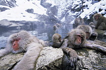 Japanese Macaque (Macaca fuscata) group soaking in hot springs, Japan