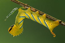 Death's Head Hawk Moth (Acherontia atropos) caterpillar, Europe