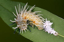Atlas Moth (Attacus atlas) caterpillar with parasite, Europe