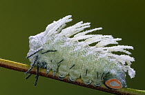 Atlas Moth (Attacus atlas) caterpillar, Europe