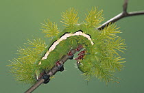 Moth (Automeris amanda) caterpillar, portrait, on stem