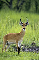 Kob (Kobus kob) frontal view of adult male