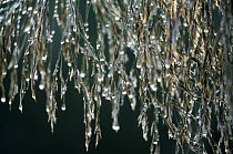 Drops of water on Common Reed (Phragmites australis), Europe