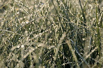 Grass (Gramineae) covered with dew, Europe