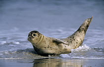 Common Seal (Phoca vitulina) on beach, Europe