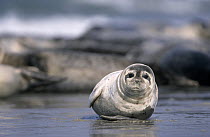 Common Seal (Phoca vitulina) juvenile on beach, Europe