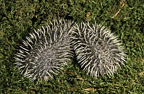 Brown-breasted Hedgehog (Erinaceus europaeus) two young curled up in moss, Europe