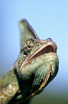 Veiled Chameleon (Chamaeleo calyptratus) male's head
