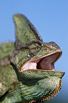 Veiled Chameleon (Chamaeleo calyptratus) male chameleon threatening