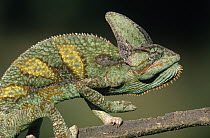 Veiled Chameleon (Chamaeleo calyptratus) male on twig