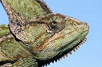 Veiled Chameleon (Chamaeleo calyptratus) portrait of male