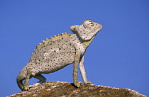 Namaqua Chameleon (Chamaeleo namaquensis) in profile against blue sky