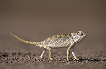 Namaqua Chameleon (Chamaeleo namaquensis) walking upright