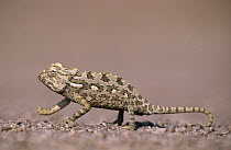 Namaqua Chameleon (Chamaeleo namaquensis) walking