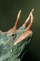 Jackson's Chameleon (Chamaeleo jacksonii) close up of male's head