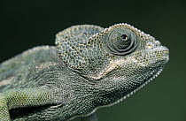 Mediterranean Chameleon (Chamaeleo chamaeleon) close up of head