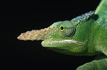 Giant Fischer Chameleon (Bradypodion fischeri) close up of head