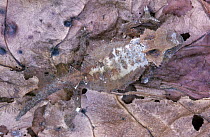 Stump-tailed Chameleon (Brookesia perarmata) well camouflaged among leaf litter on forest floor, Madagascar