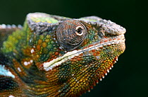 Panther Chameleon (Chamaeleo pardalis) head of male, Madagascar