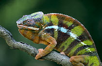 Panther Chameleon (Chamaeleo pardalis) male, Madagascar