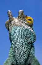 Parson's Chameleon (Calumma parsonii) close up of male's head, Madagascar