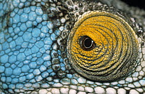 Parson's Chameleon (Calumma parsonii) close up of eye, Madagascar
