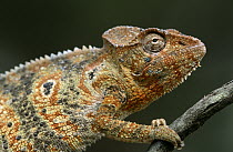 Oustalet's Chameleon (Furcifer oustaleti) close up of female on branch