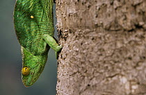 Parson's Chameleon (Calumma parsonii) close up of female, Madagascar
