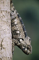 Oustalet's Chameleon (Furcifer oustaleti) close up of male, Madagascar
