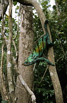 Parson's Chameleon (Calumma parsonii) male in forest habitat, Madagascar