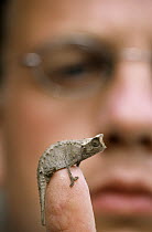 Diminutive Chameleon (Brookesia therezieni) at tip of researcher's finger, Madagascar