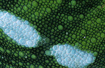 Panther Chameleon (Chamaeleo pardalis) detail of scales, Madagascar