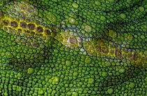 Spiny Desert Rhinoceros Chameleon (Furcifer antimena) skin of male, Madagascar