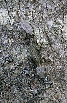 Fantastic Leaf-tail Gecko (Uroplatus phantasticus) with camouflaged coloration to match tree bark, Madagascar