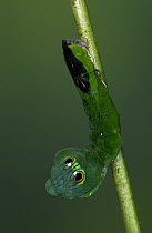 Dead-leaf Moth (Oxytenis modestia) caterpillar exhibiting false eye spots