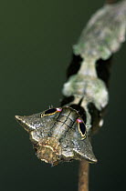 Saturniid Moth (Oxytenis beprea) caterpillar with false eye spots