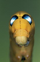 Oleander Hawk Moth (Daphnis nerii) caterpillar, close up of head with false eye spots