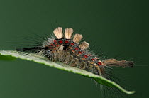Rusty Tussock Moth (Orgyia antiqua) or Vapourer caterpillar, on leaf