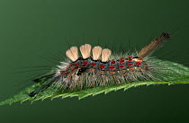 Rusty Tussock Moth (Orgyia antiqua) or Vapourer caterpillar, on leaf