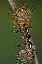 Moth (Automeris banus) caterpillar on twig
