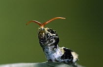 Thoas Swallowtail (Papilio thoas) butterfly caterpillar