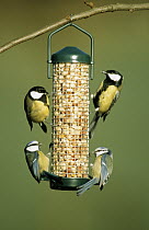 Great Tit (Parus major) pair and Blue Tits (Cyanistes caeruleus) at feeder, Europe