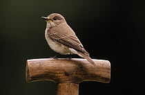 Spotted Flycatcher (Muscicapa striata) on perch, Europe
