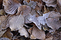 Leaves covered with frost, Europe